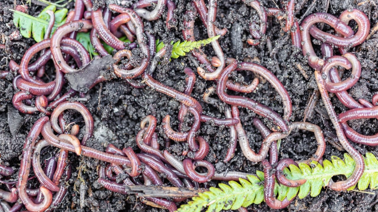 18 DIY Chicken Feed Ideas to Boost Egg Nutrition — No Store-Bought Feed Needed 12 18 DIY Chicken Feed Ideas to Boost Egg Nutrition — No Store-Bought Feed Needed - Worm Farm dp504590748