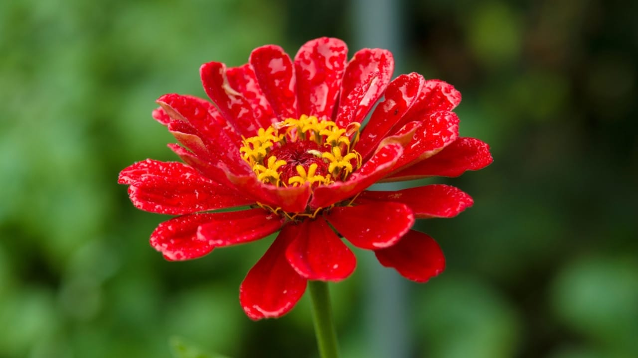 Every Garden Should Have Zinnias—Here’s Why 6 Every Garden Should Have Zinnias—Here’s Why - Zinnia angustifolia dp12086177
