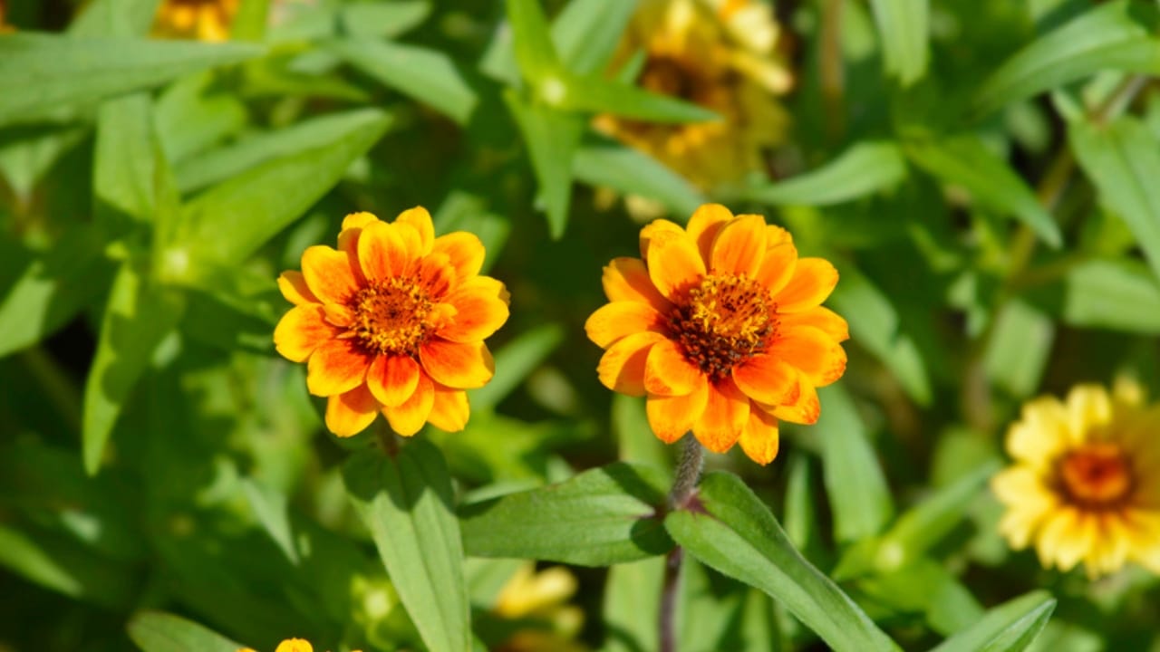 Every Garden Should Have Zinnias—Here’s Why 7 Every Garden Should Have Zinnias—Here’s Why - Zinnia haageana dp749834550
