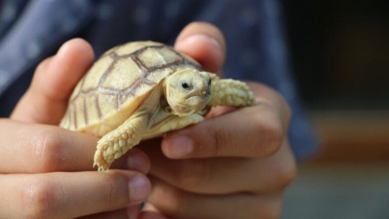 11 Endearing Land Turtles Perfect for a Lifelong Pet—Up to 100 Years 9 11 Endearing Land Turtles Perfect for a Lifelong Pet—Up to 100 Years - african spurred tortoise ss1715015209