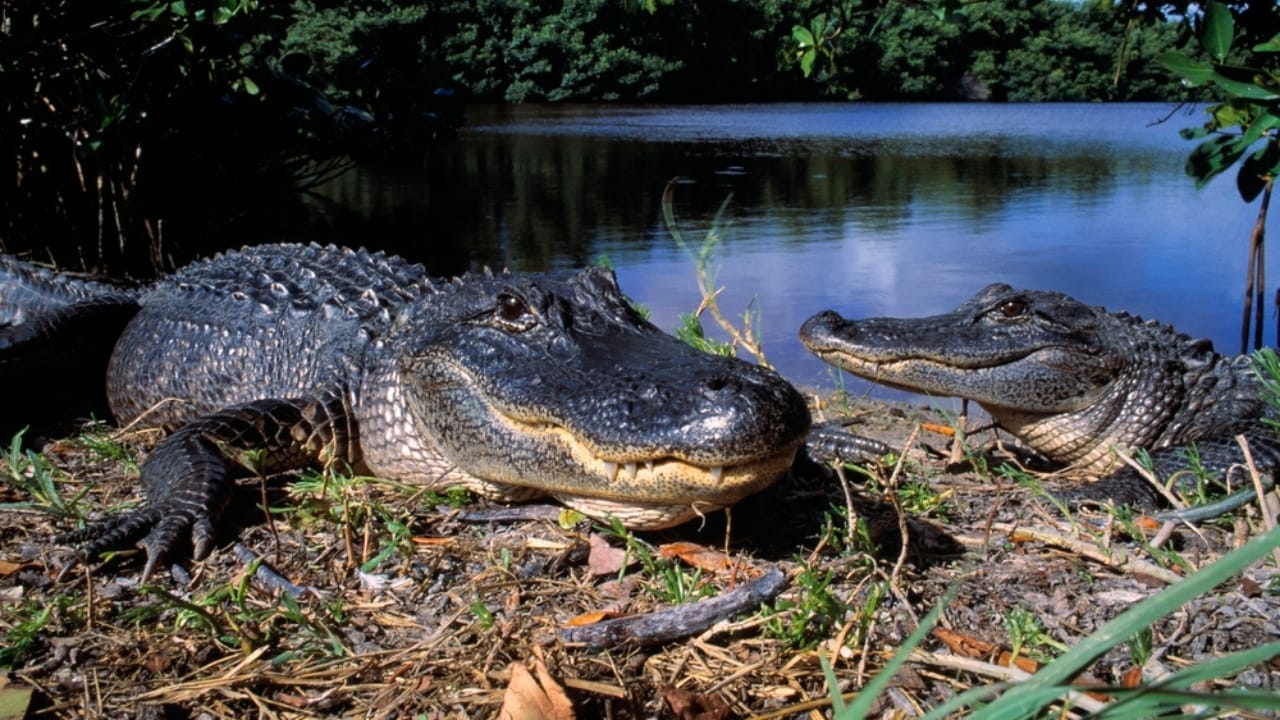 11 Fierce Predators That Raccoons Must Outsmart to Survive 9 11 Fierce Predators That Raccoons Must Outsmart to Survive - alligators dp31718933