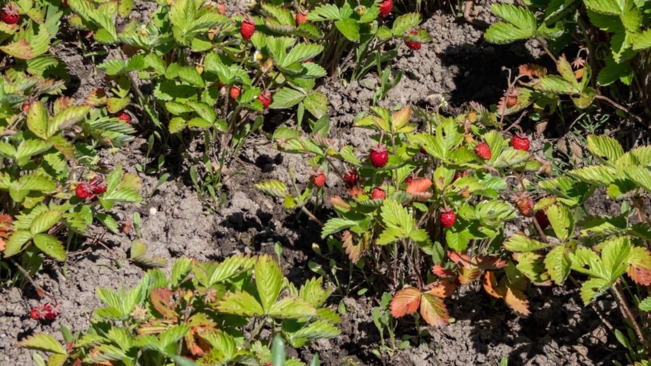 Say Goodbye to Weeds with These 15 Creeping Garden Path Plants 16 Say Goodbye to Weeds with These 15 Creeping Garden Path Plants - alpine strawberry ss2331872689