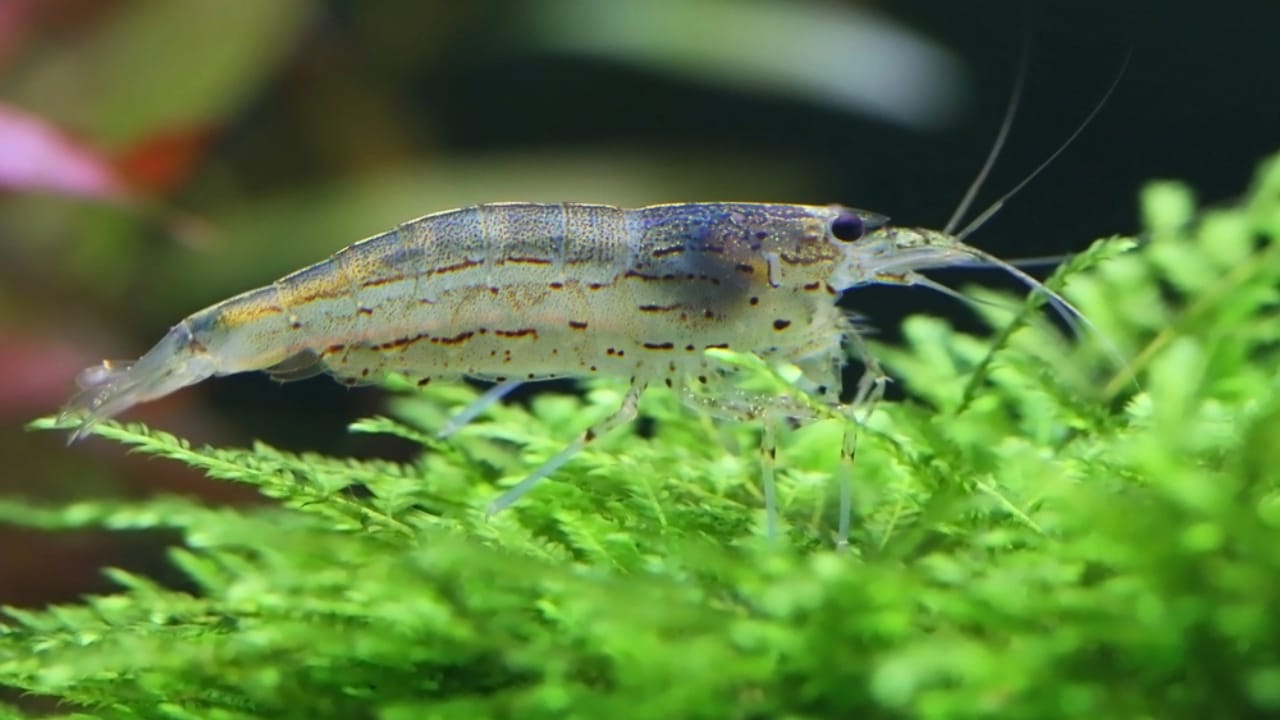 30 Unique Non-Fish Pets to Bring Life to Your Home Aquarium 26 30 Unique Non-Fish Pets to Bring Life to Your Home Aquarium - amano shrimp dp139045132