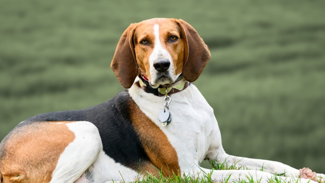 Meet the New Dog Breeds the AKC Has Recognized Since 2000 24 Meet the New Dog Breeds the AKC Has Recognized Since 2000 - american english coonhound ss2351171255