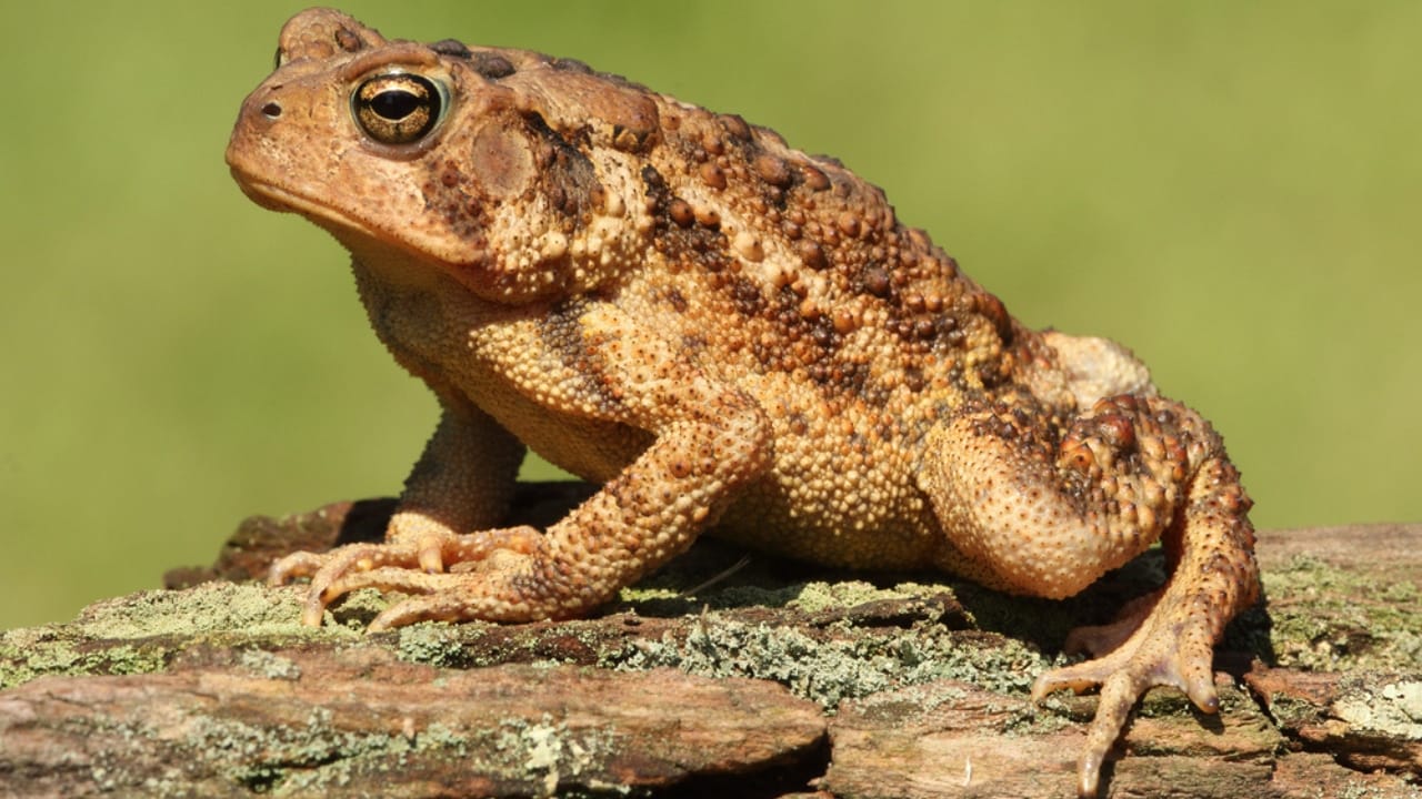 30 Unique Non-Fish Pets to Bring Life to Your Home Aquarium 31 30 Unique Non-Fish Pets to Bring Life to Your Home Aquarium - american toad dp165187994