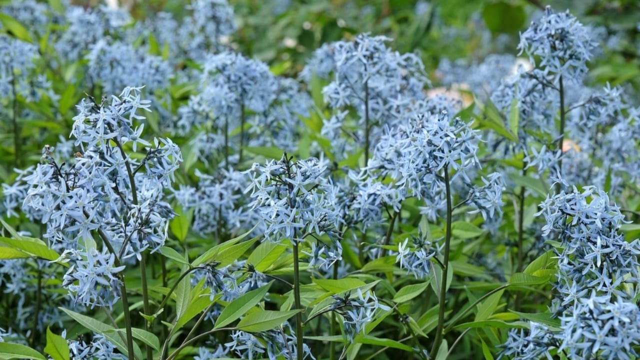 15 Perennials to Make Your Autumn Garden Glow with Colorful Foliage 5 15 Perennials to Make Your Autumn Garden Glow with Colorful Foliage - amsonia ss2468760019