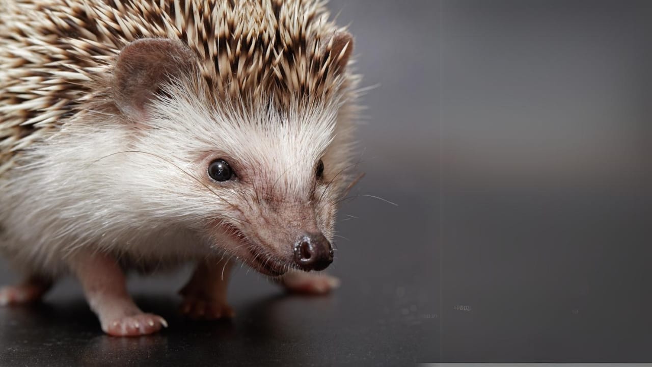 15 Hedgehog Facts That Prove They’re More Than Just Adorable Little Spikes 9 15 Hedgehog Facts That Prove They’re More Than Just Adorable Little Spikes - angry hedgehog dp63600807