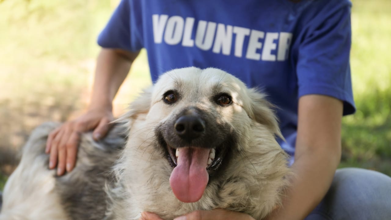 Why ‘Adopt, Don’t Shop’ Matters: 18 Reasons to Skip the Breeder 16 Why ‘Adopt, Don’t Shop’ Matters: 18 Reasons to Skip the Breeder - animal organization dp490515988