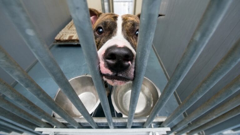 Why ‘Adopt, Don’t Shop’ Matters: 18 Reasons to Skip the Breeder 3 Why ‘Adopt, Don’t Shop’ Matters: 18 Reasons to Skip the Breeder - animal shelter dp13575444