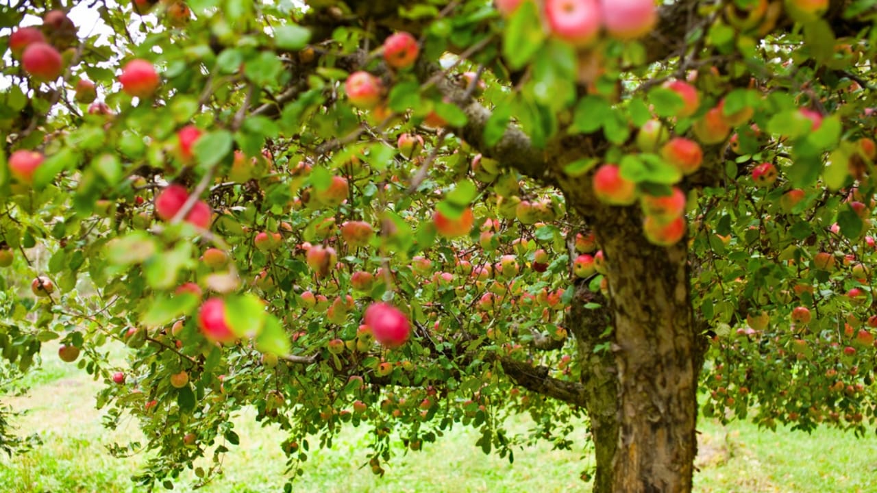 18 DIY Chicken Feed Ideas to Boost Egg Nutrition — No Store-Bought Feed Needed 13 18 DIY Chicken Feed Ideas to Boost Egg Nutrition — No Store-Bought Feed Needed - apple trees dp4049261