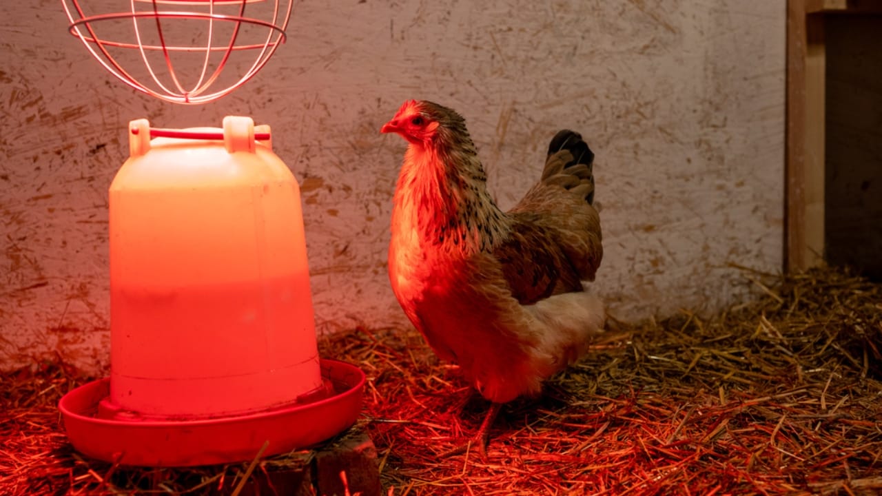 10 Winter Items Your Chickens Don’t Actually Need 6 10 Winter Items Your Chickens Don’t Actually Need - artificial light for chickens dp692907824