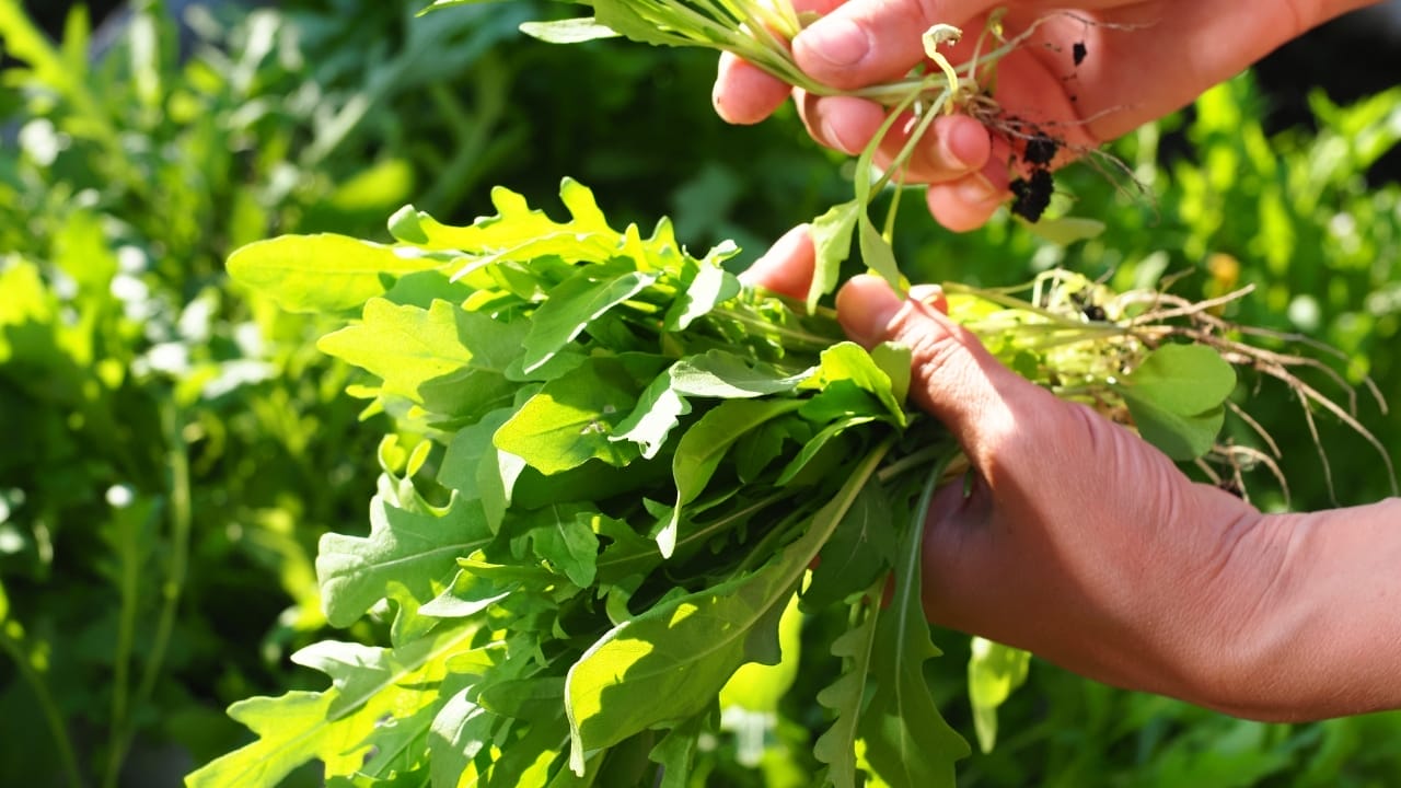 20 Best Vegetables for High-Yield Container Gardening 17 20 Best Vegetables for High-Yield Container Gardening - arugula growing ss2431630157