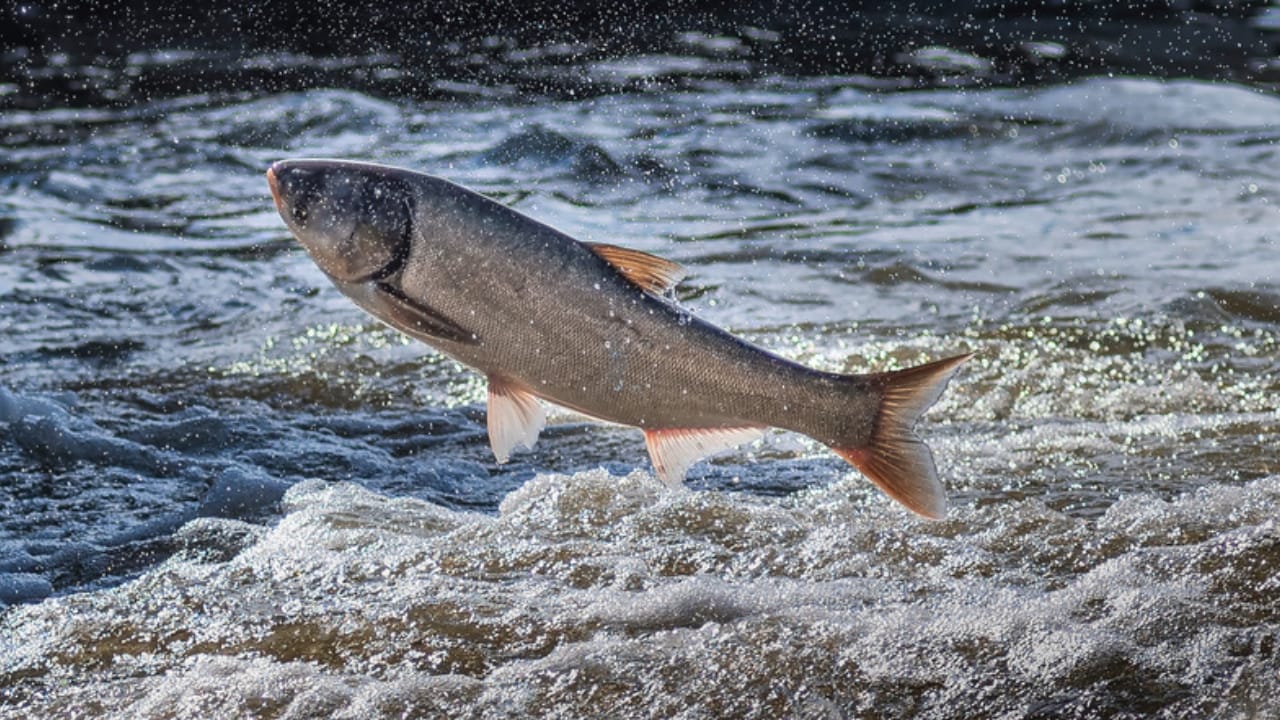 America’s 12 Most Destructive Invasive Species Taking Over Ecosystems - asian carp ss1754259218