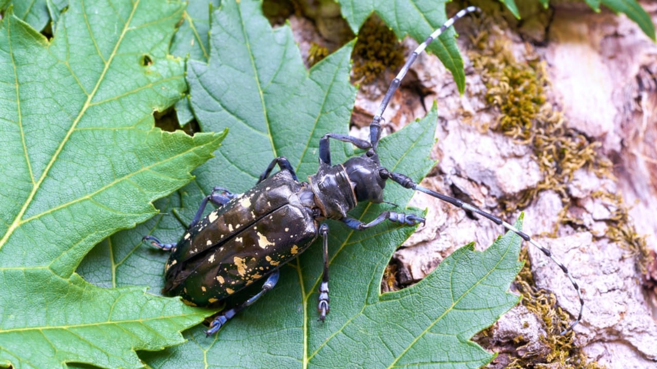 America’s 12 Most Destructive Invasive Species Taking Over Ecosystems - asian long horned bettle dp406128380