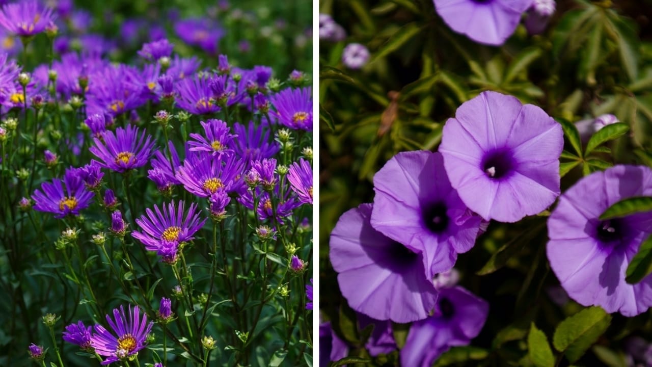 From January to December: The Meaning of Your Birth Flowers - aster and morning glory ss25101645212443714611