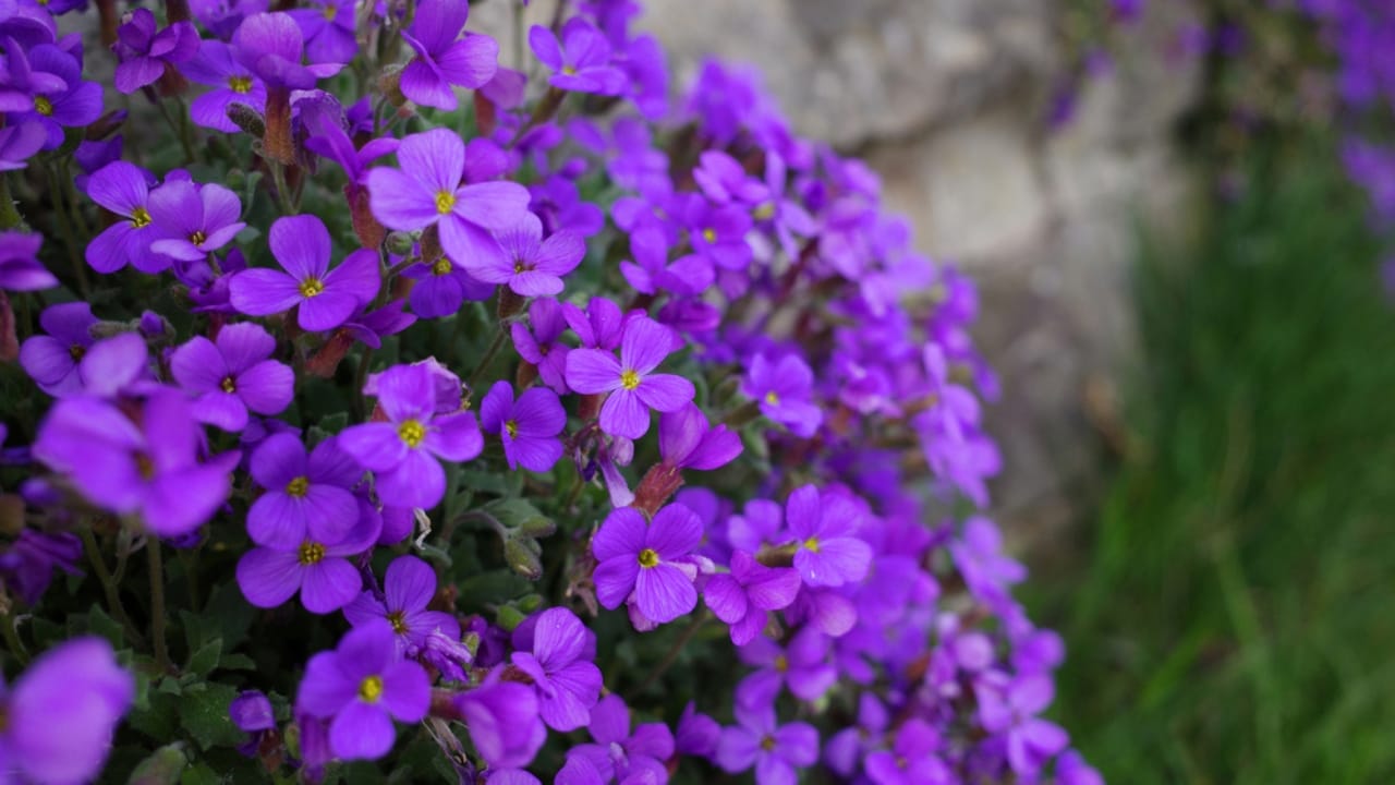 Tiny But Mighty: 22 Small Flowers That Transform Any Garden 11 Tiny But Mighty: 22 Small Flowers That Transform Any Garden - aubrieta dp690609434