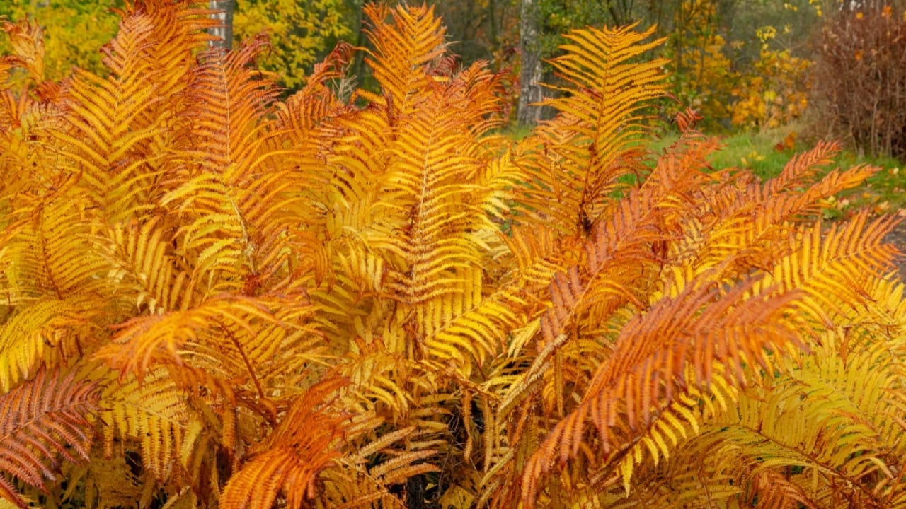 Achieve a Weed-Free Garden with These 15 Perennial Ferns 5 Achieve a Weed-Free Garden with These 15 Perennial Ferns - autumn fern ss1177534306
