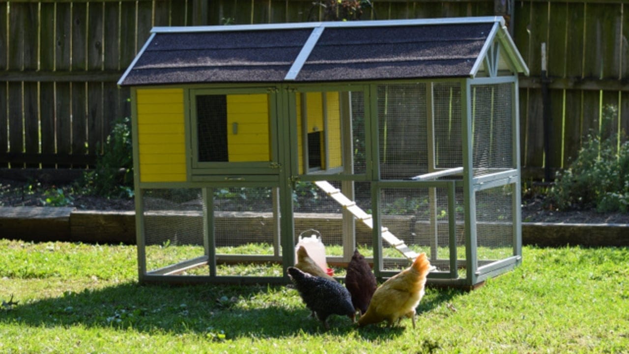 16 Reasons Backyard Chickens Belong in Your Home’s Backyard 14 16 Reasons Backyard Chickens Belong in Your Home’s Backyard - backyard chicken coop ss1347918695