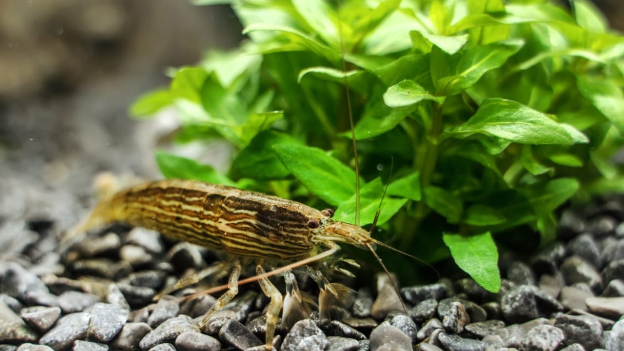 30 Unique Non-Fish Pets to Bring Life to Your Home Aquarium 20 30 Unique Non-Fish Pets to Bring Life to Your Home Aquarium - bamboo shrimp dp254633832