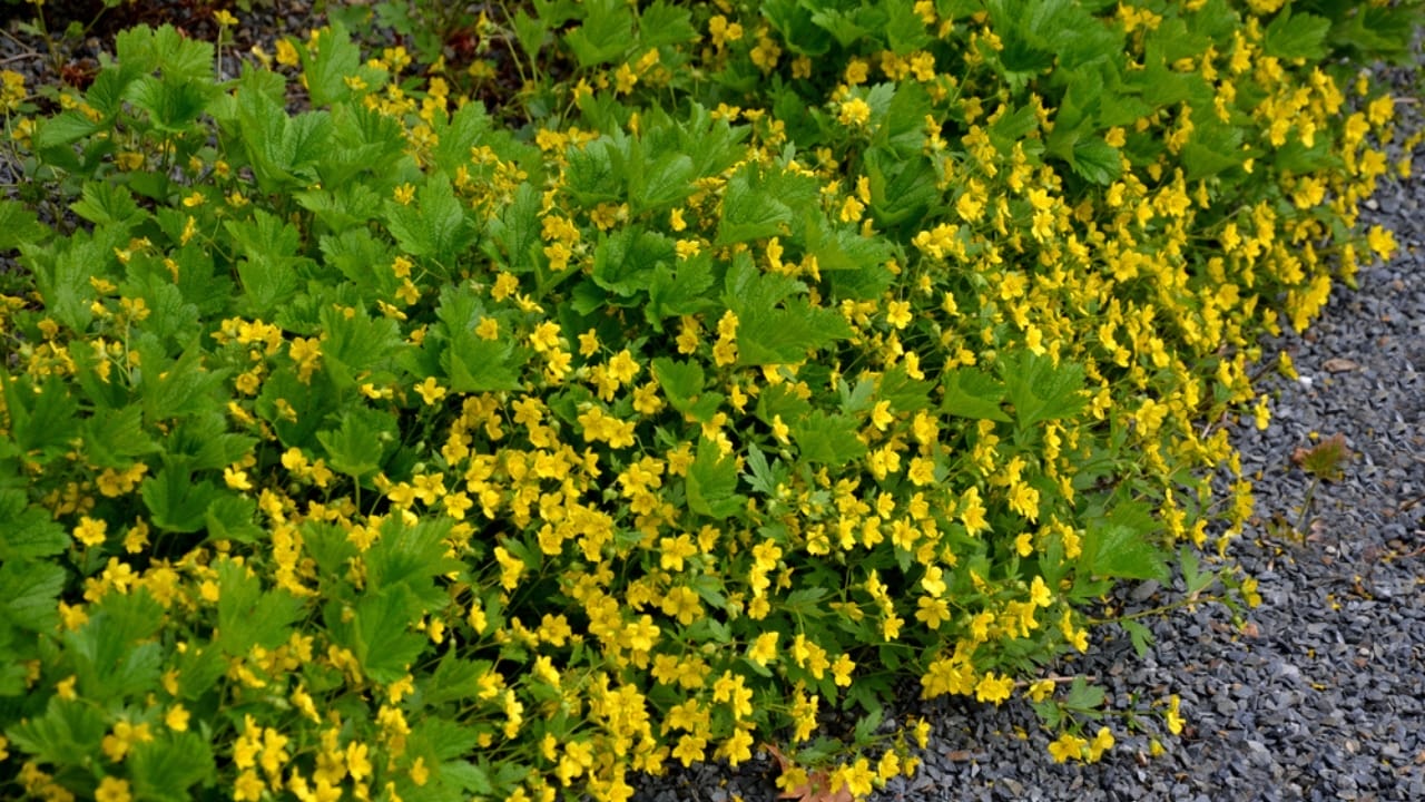 15 Evergreen Perennials for Constant Color & Natural Weed Control - barren strawberry ss1971022391
