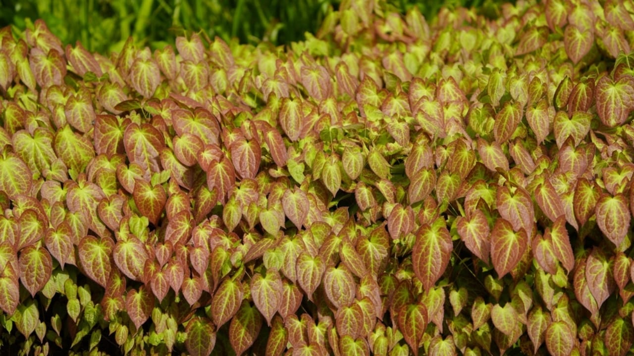 15 Evergreen Perennials for Constant Color & Natural Weed Control - barrenwort ss2298487233