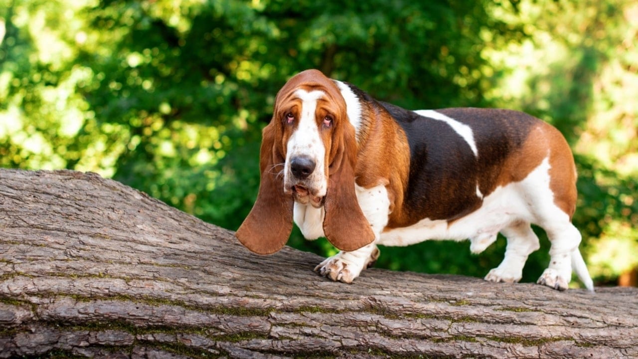 20 Dog Breeds That Lift Your Spirits & Bring Comfort on Hard Days 10 20 Dog Breeds That Lift Your Spirits & Bring Comfort on Hard Days - basset hound ss2346145697
