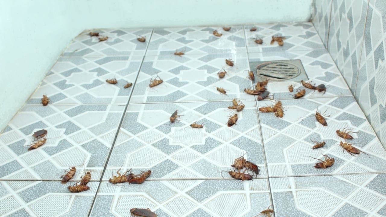 Why Regular Bathroom Cleaning Matters More Than You Think 7 Why Regular Bathroom Cleaning Matters More Than You Think - bathroom with cockroach ss2136688143