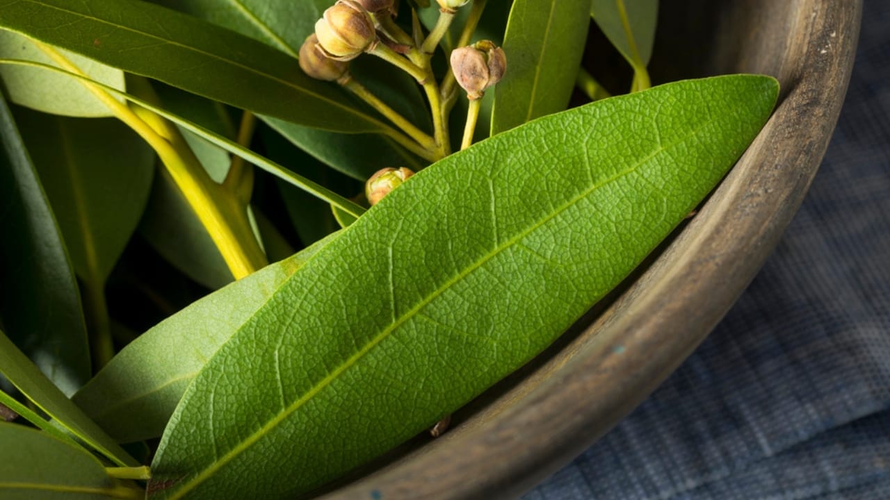 8 Ways a Bay Leaf in Your Socks Can Boost Your Day - bay leaves dp137503592