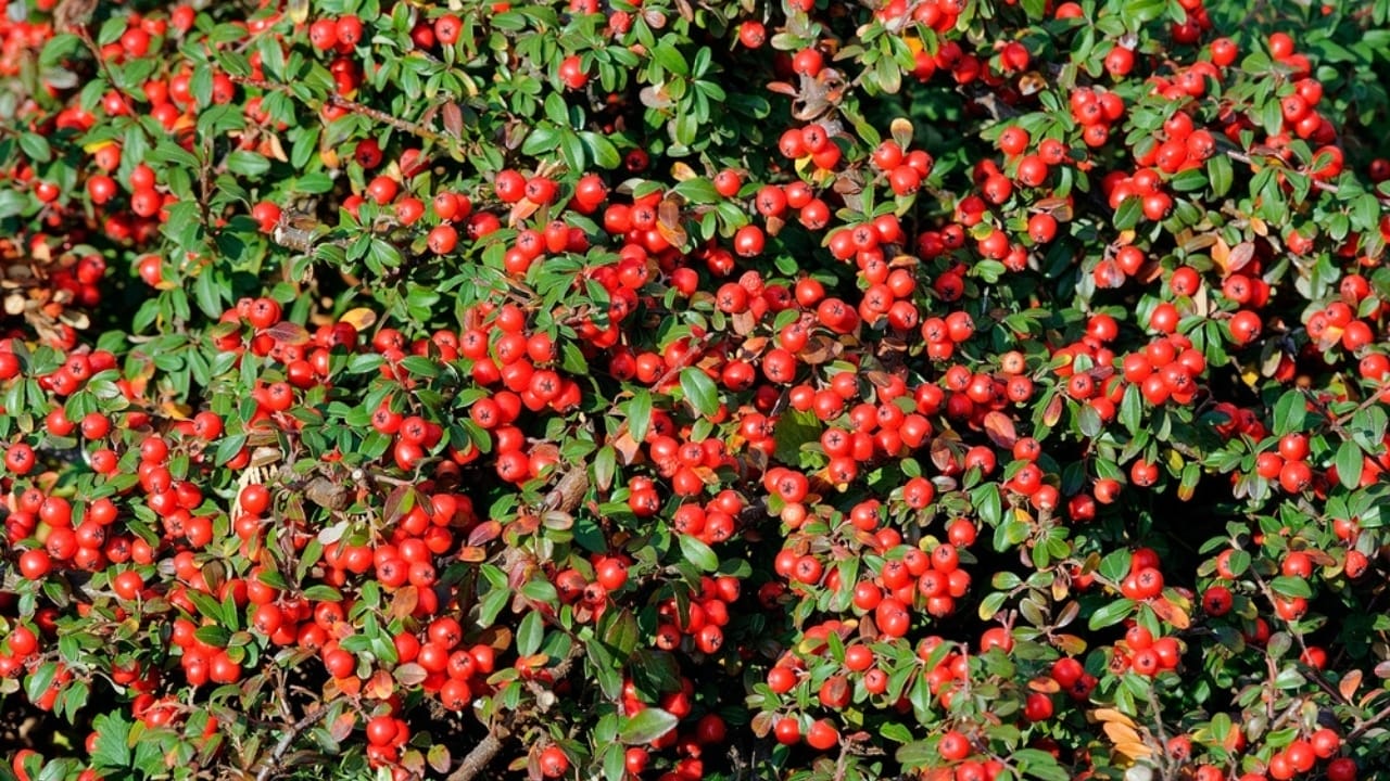 These 12 Ground Covers Combat Unwanted Weeds So You Don’t Have To 13 These 12 Ground Covers Combat Unwanted Weeds So You Don’t Have To - bearberry cotoneaster ss2074770868