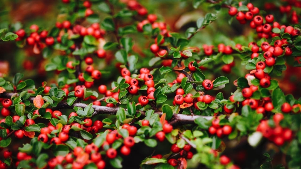 15 Evergreen Shrubs That Redefine Year-Round Curb Appeal - bearberry ss2376338009