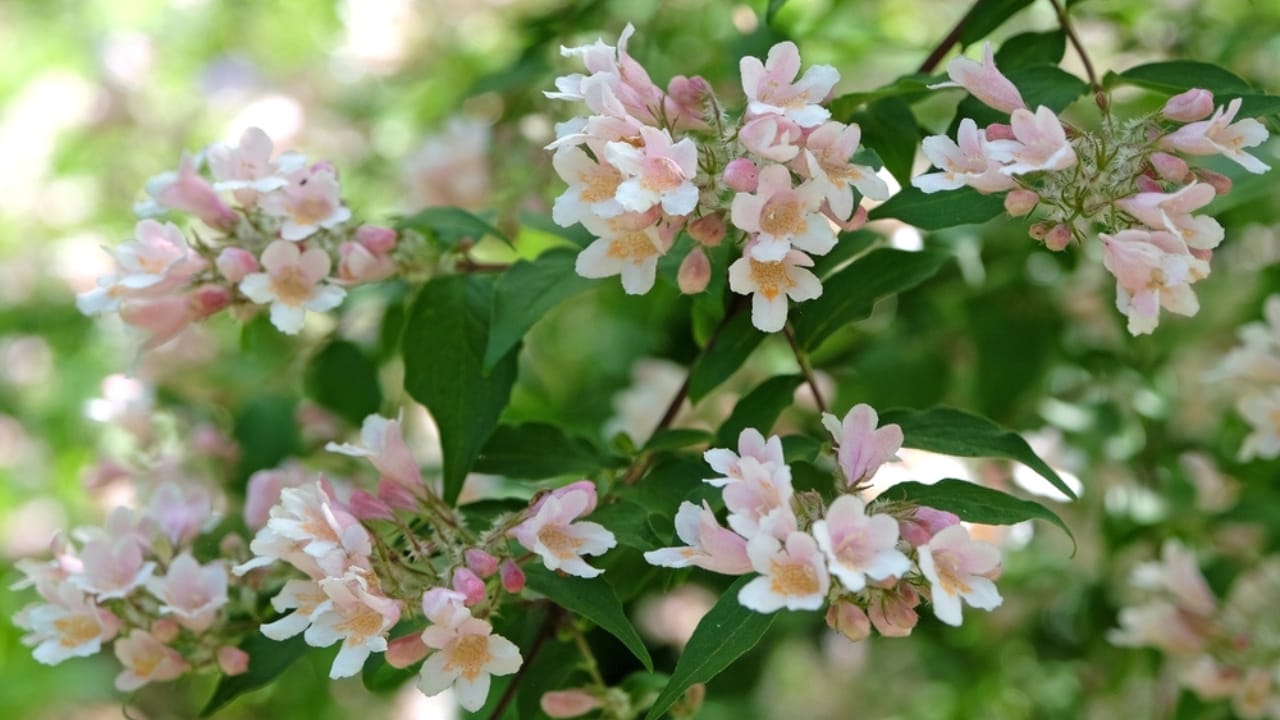 Plant These 13 Shrubs in the Fall for Fast Growth & Year-Round Beauty 4 Plant These 13 Shrubs in the Fall for Fast Growth & Year-Round Beauty - beauty bush ss2466307793