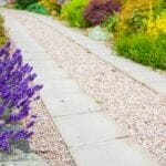 Say Goodbye to Weeds with These 15 Creeping Garden Path Plants 3 Say Goodbye to Weeds with These 15 Creeping Garden Path Plants - beds of lavender dp52487119