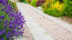 10 Must-Have Plants for a Beautiful & Inviting Gravel Path 1 10 Must-Have Plants for a Beautiful & Inviting Gravel Path - beds of lavender dp52487119