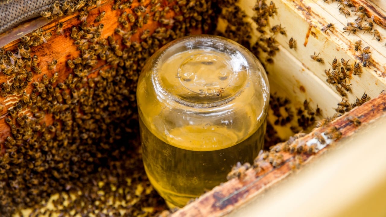 30 Rookie Beekeeping Mistakes to Avoid 9 30 Rookie Beekeeping Mistakes to Avoid - bee feeding ss1495111334