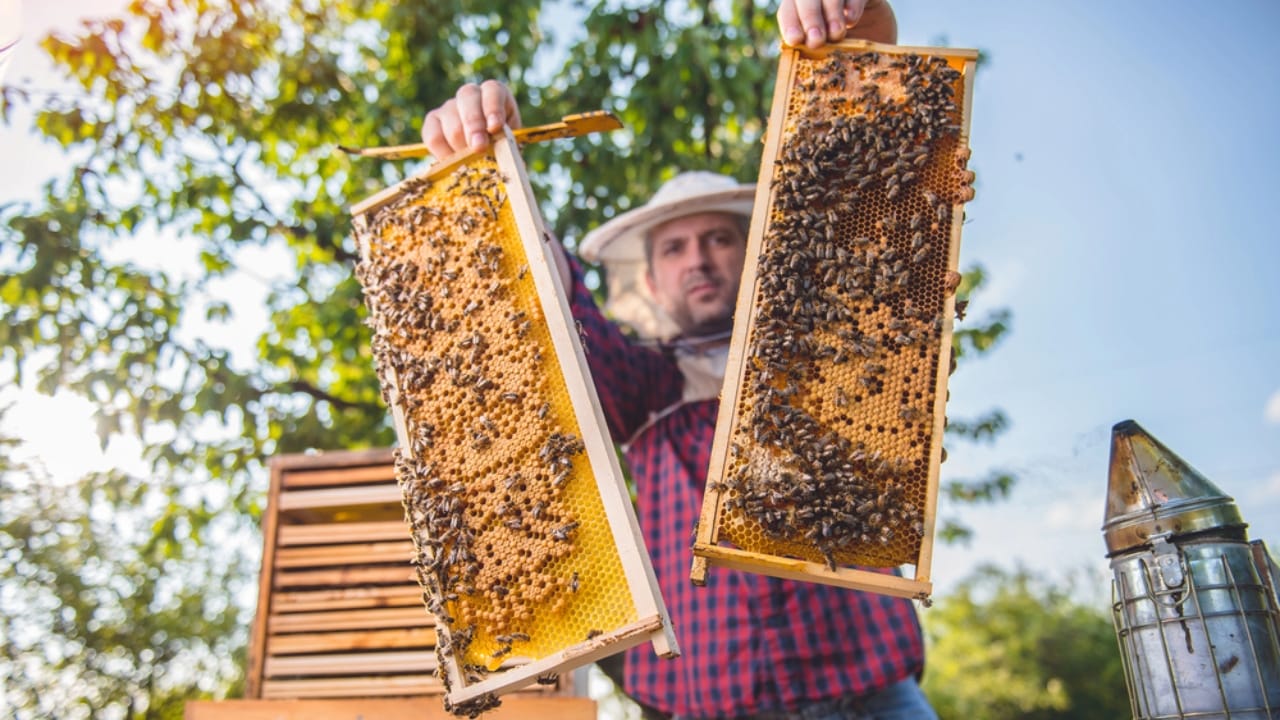 30 Rookie Beekeeping Mistakes to Avoid 7 30 Rookie Beekeeping Mistakes to Avoid - bee frame dp169217596