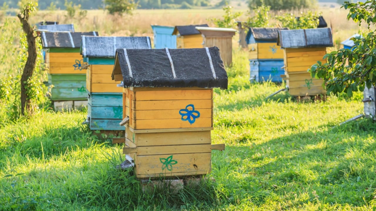 30 Rookie Beekeeping Mistakes to Avoid 23 30 Rookie Beekeeping Mistakes to Avoid - bee hive in garden dp63906569