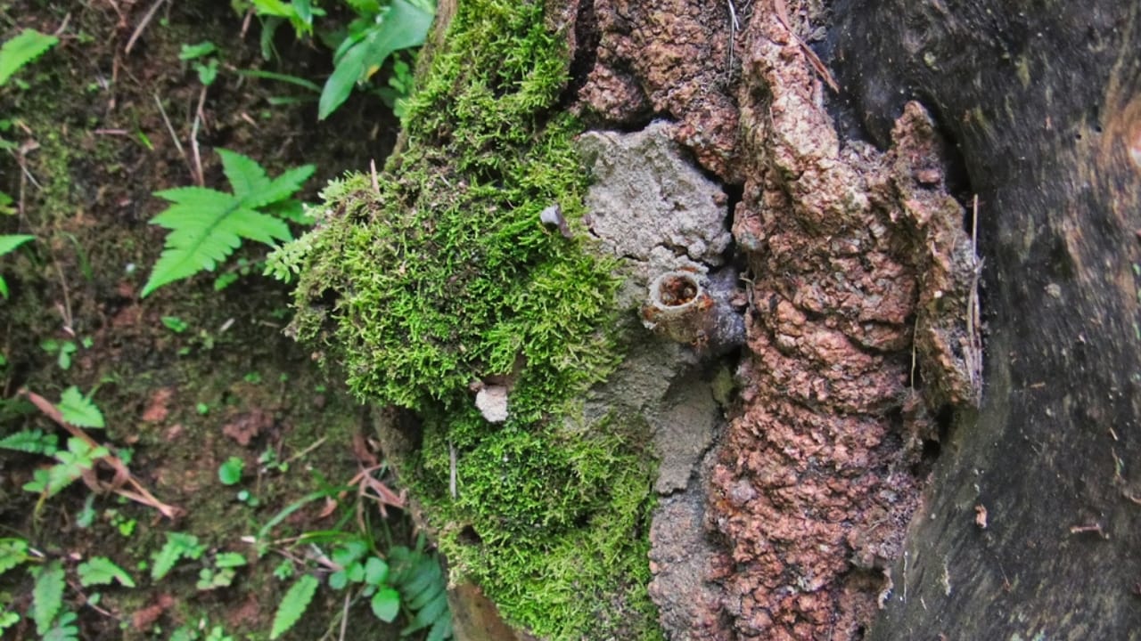 30 Rookie Beekeeping Mistakes to Avoid 15 30 Rookie Beekeeping Mistakes to Avoid - bee hive ss2436911145