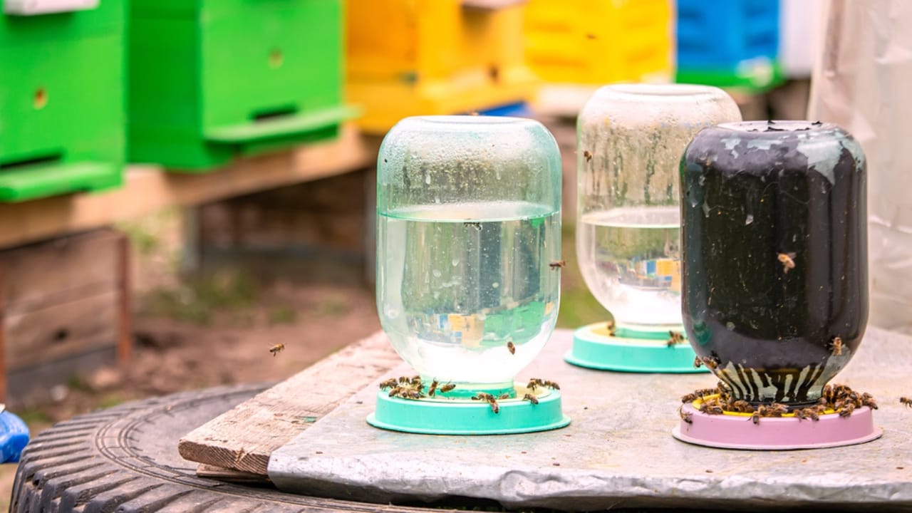 30 Rookie Beekeeping Mistakes to Avoid 29 30 Rookie Beekeeping Mistakes to Avoid - bee hive water ss1906323028