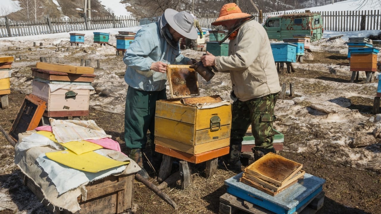 18 things you must master to succeed before you ever homestead 11 18 things you must master to succeed before you ever homestead - bee hive winter inspection ss1690673155