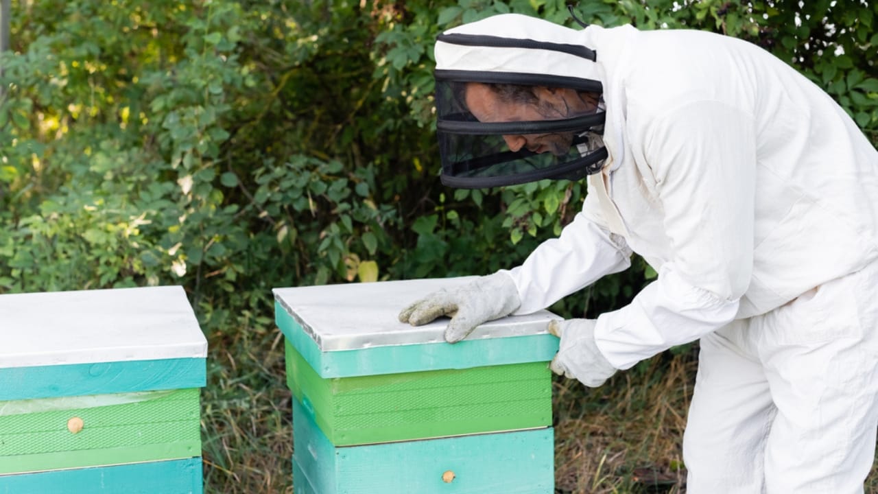 30 Rookie Beekeeping Mistakes to Avoid 24 30 Rookie Beekeeping Mistakes to Avoid - bee keeper alone dp502857946