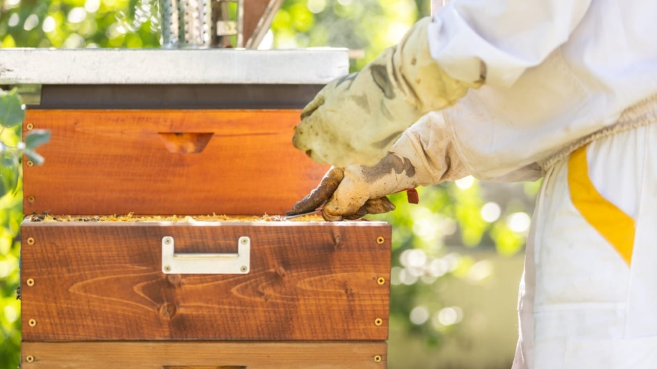 30 Rookie Beekeeping Mistakes to Avoid 28 30 Rookie Beekeeping Mistakes to Avoid - bee medicine ss2377715485