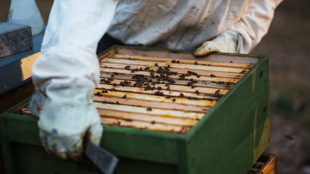 30 Rookie Beekeeping Mistakes to Avoid 17 30 Rookie Beekeeping Mistakes to Avoid - bee mite check ss1714367689