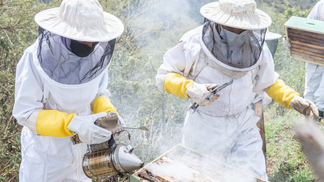 30 Rookie Beekeeping Mistakes to Avoid 6 30 Rookie Beekeeping Mistakes to Avoid - bee smoke dp566222032