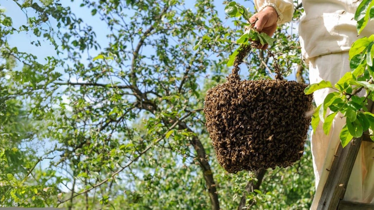 Bee-Ready: 15 Tips Every New Beekeeper Should Know 10 Bee-Ready: 15 Tips Every New Beekeeper Should Know - bee swarm and bee keeper dp116221242