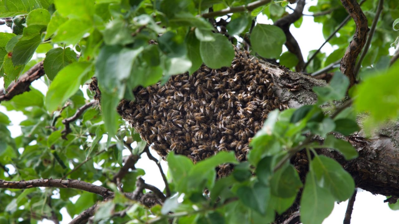 30 Rookie Beekeeping Mistakes to Avoid 19 30 Rookie Beekeeping Mistakes to Avoid - bee swarm dp114621994