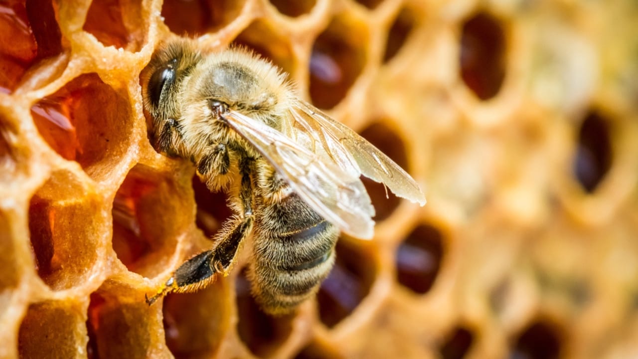 30 Rookie Beekeeping Mistakes to Avoid 3 30 Rookie Beekeeping Mistakes to Avoid - bee with honey dp29667537