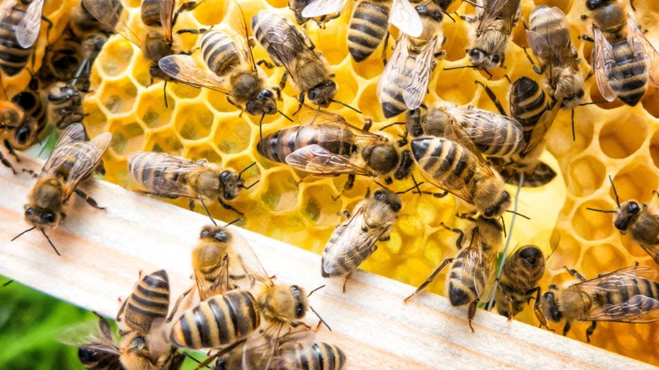 30 Rookie Beekeeping Mistakes to Avoid 14 30 Rookie Beekeeping Mistakes to Avoid - beehive bee keeping dp658085950