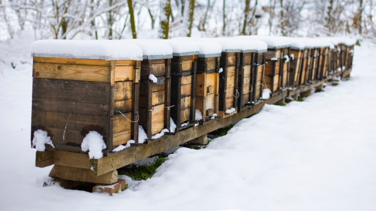 30 Rookie Beekeeping Mistakes to Avoid 20 30 Rookie Beekeeping Mistakes to Avoid -