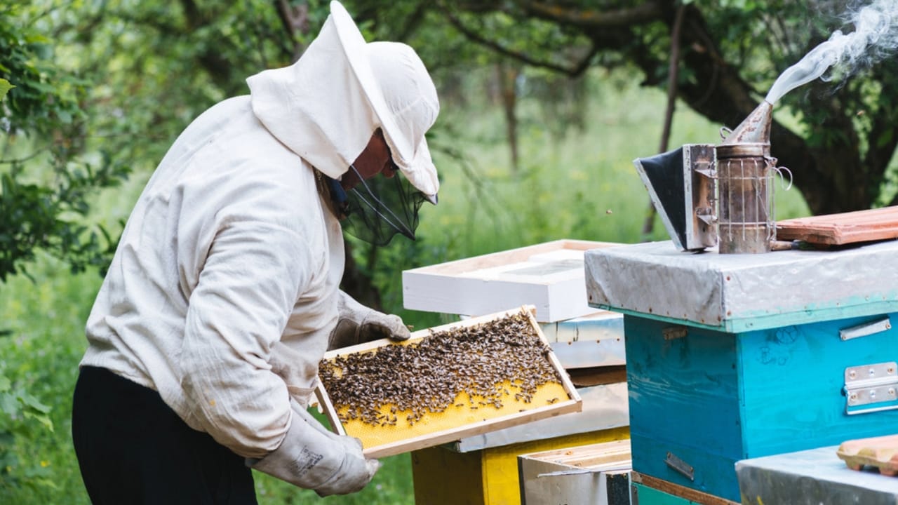 Beekeeping Became a Wartime Lifeline During WWII 8 Beekeeping Became a Wartime Lifeline During WWII - beekeeper beehive dp109647512
