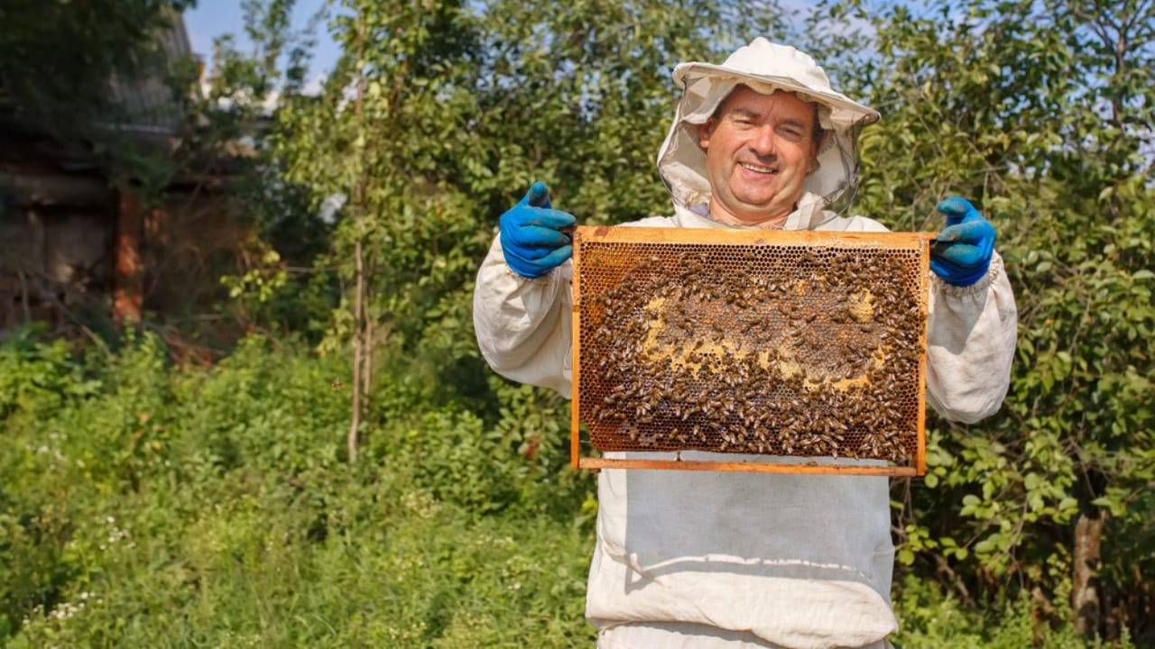 30 Rookie Beekeeping Mistakes to Avoid 31 30 Rookie Beekeeping Mistakes to Avoid - beekeeper beekeeping course honeycomb dp169775452